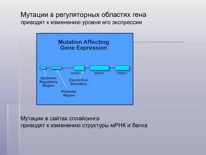 Мутации в регуляторных областях гена приводят к изменению уровня его