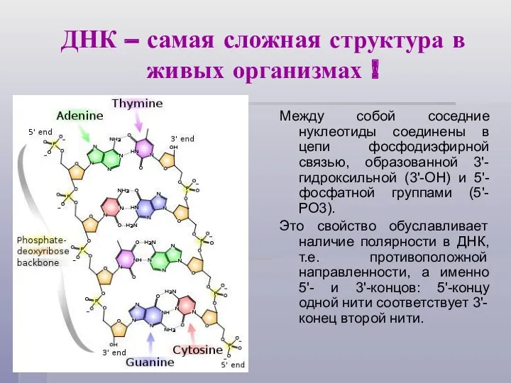 ДНК – самая сложная структура в живых организмах ! Между