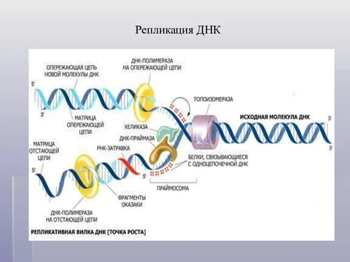 Репликация ДНК