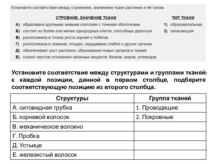 Установите соответствие между структурами и группами тканей: к каждой позиции,