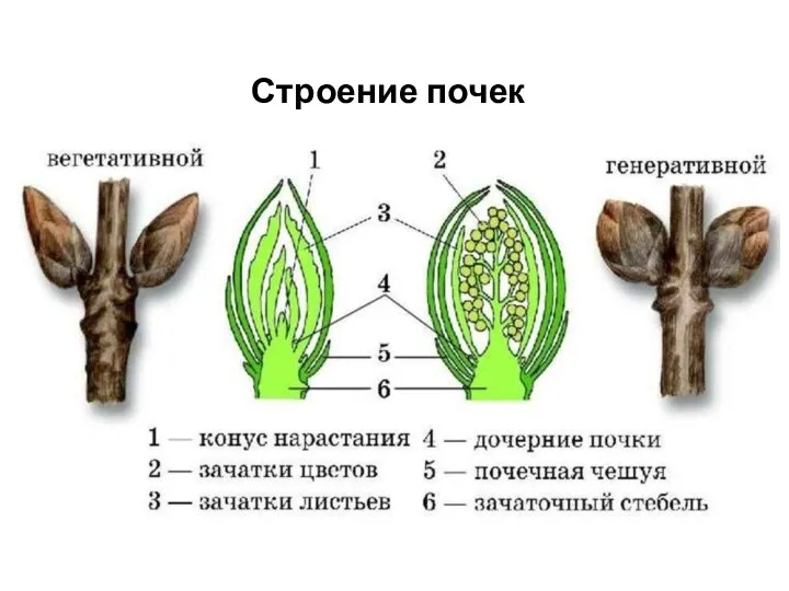 Строение почек