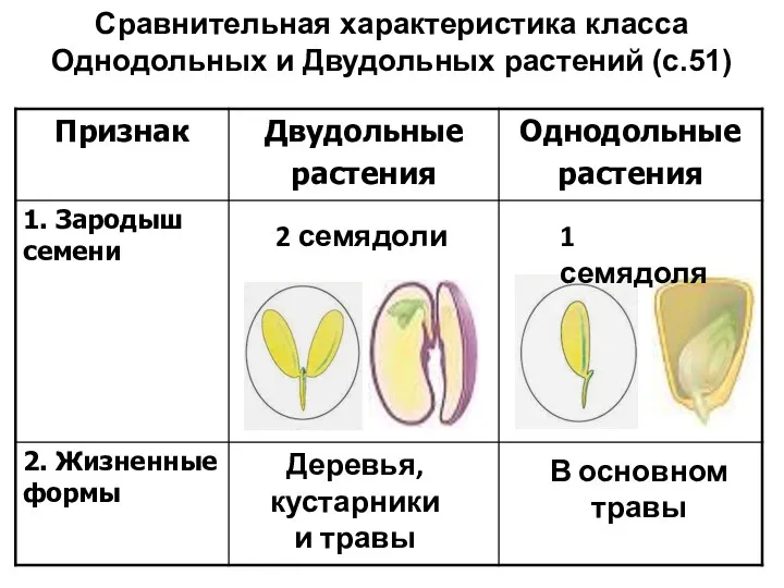 Сравнительная характеристика класса Однодольных и Двудольных растений (с.51) 2 семядоли