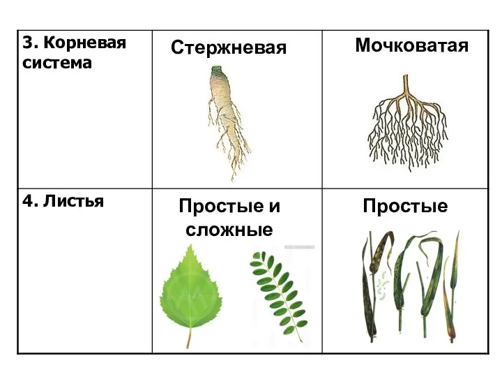 Стержневая Мочковатая Простые и сложные Простые