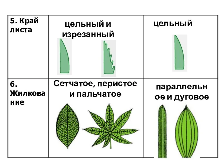 цельный и изрезанный цельный Сетчатое, перистое и пальчатое параллельное и дуговое