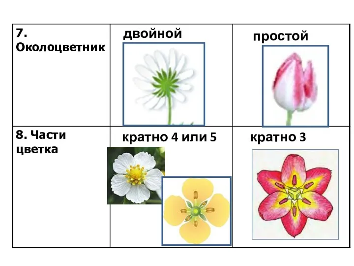 двойной простой кратно 4 или 5 кратно 3