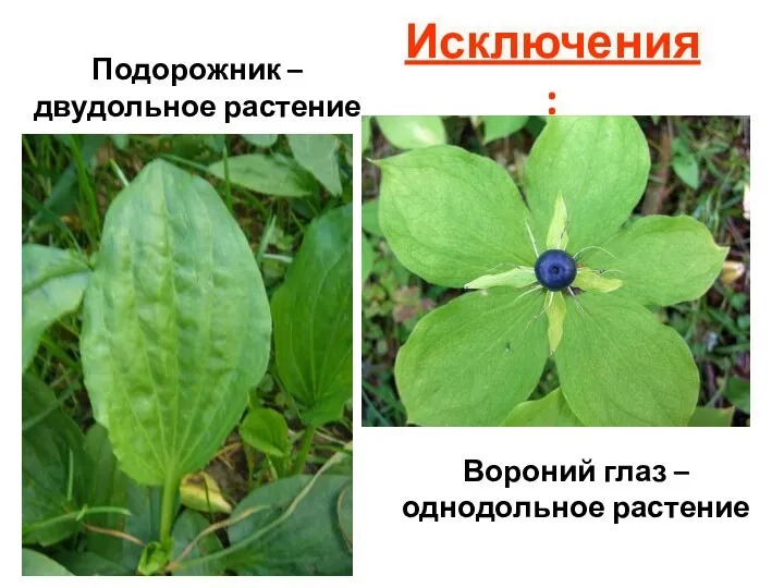 Исключения: Подорожник – двудольное растение Вороний глаз – однодольное растение