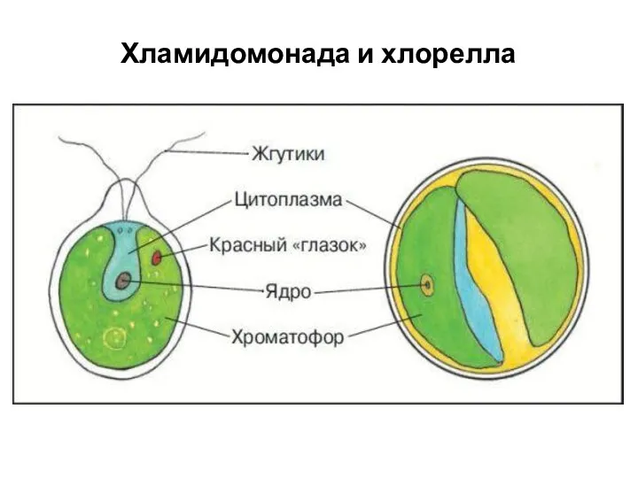 Хламидомонада и хлорелла