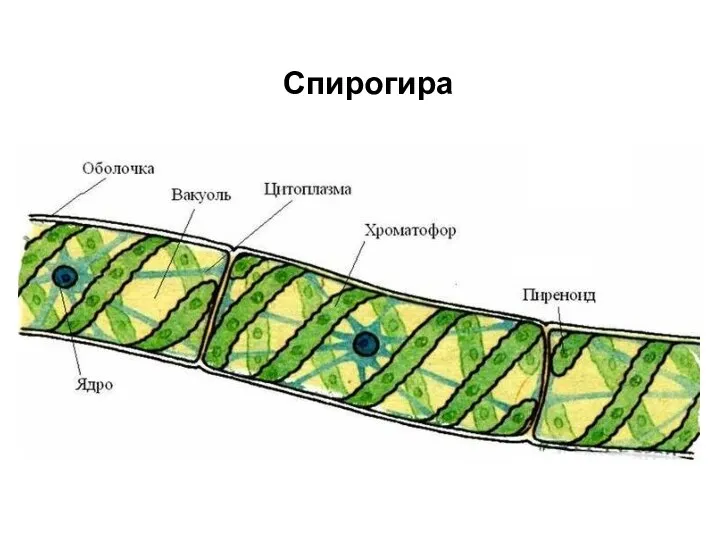 Спирогира