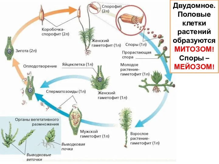 Двудомное. Половые клетки растений образуются МИТОЗОМ! Споры – МЕЙОЗОМ!