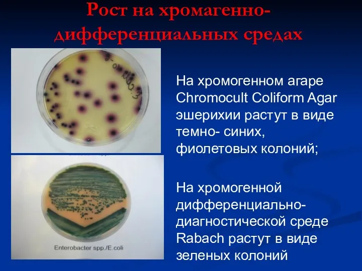 Рост на хромагенно- дифференциальных средах На хромогенном агаре Chromocult Coliform