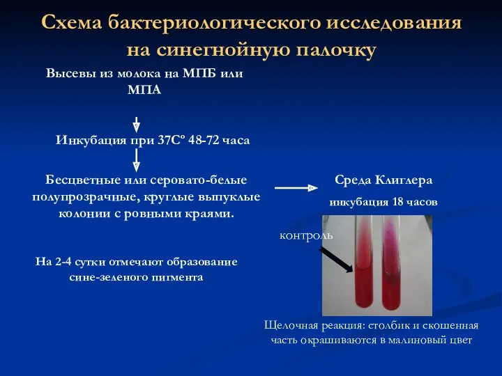 Схема бактериологического исследования на синегнойную палочку Высевы из молока на