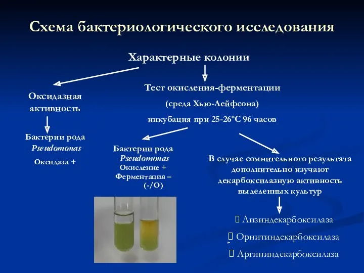 Оксидазная активность Бактерии рода Pseudomonas Оксидаза + Тест окисления-ферментации (среда