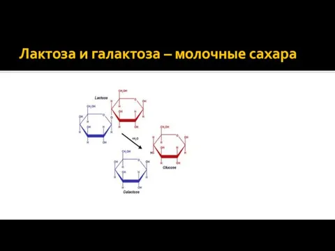 Лактоза и галактоза – молочные сахара