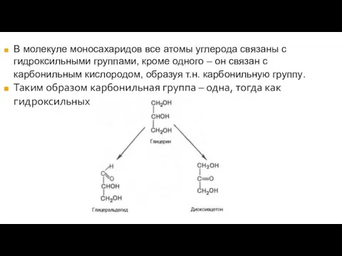 В молекуле моносахаридов все атомы углерода связаны с гидроксильными группами,