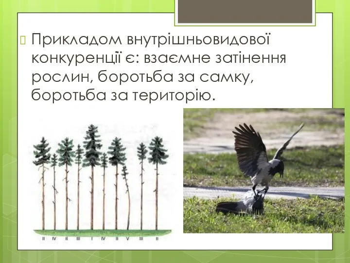 Прикладом внутрішньовидової конкуренції є: взаємне затінення рослин, боротьба за самку, боротьба за територію.