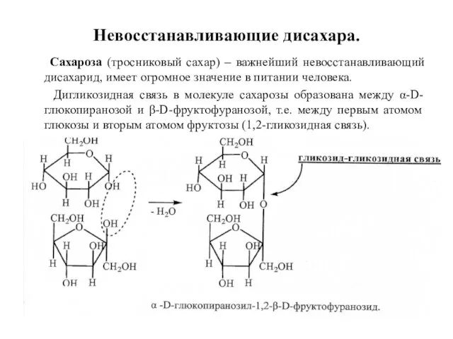 Невосстанавливающие дисахара. Сахароза (тросниковый сахар) – важнейший невосстанавливающий дисахарид, имеет