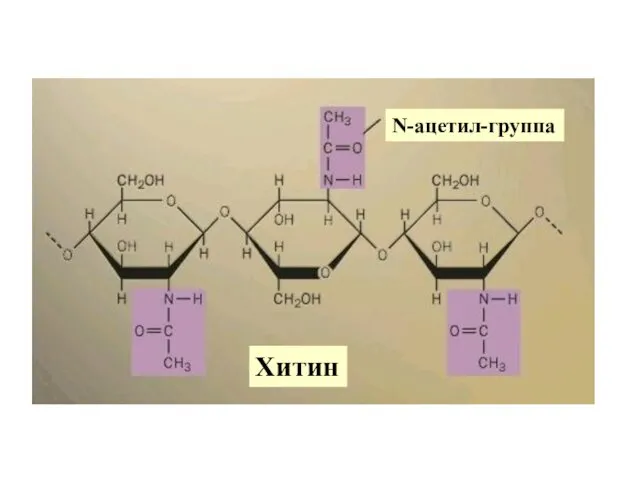 N-ацетил-группа Хитин