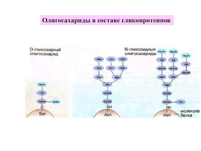 Олигосахариды в составе гликопротеинов