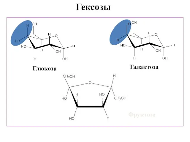 Гексозы Глюкоза Галактоза Фруктоза