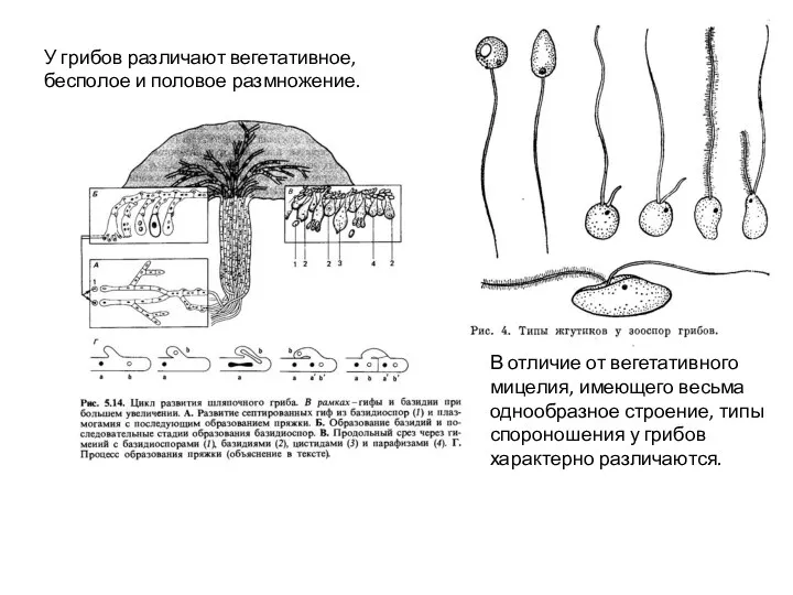 У грибов различают вегетативное, бесполое и половое размножение. В отличие