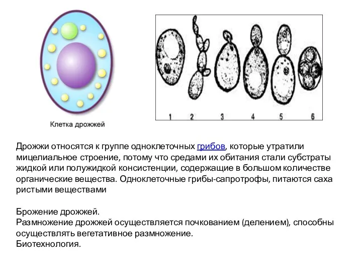 Дрожжи относятся к группе одноклеточных грибов, которые утратили мицелиальное строение,