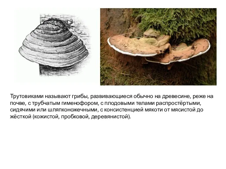 Трутовиками называют грибы, развивающиеся обычно на древесине, реже на почве,
