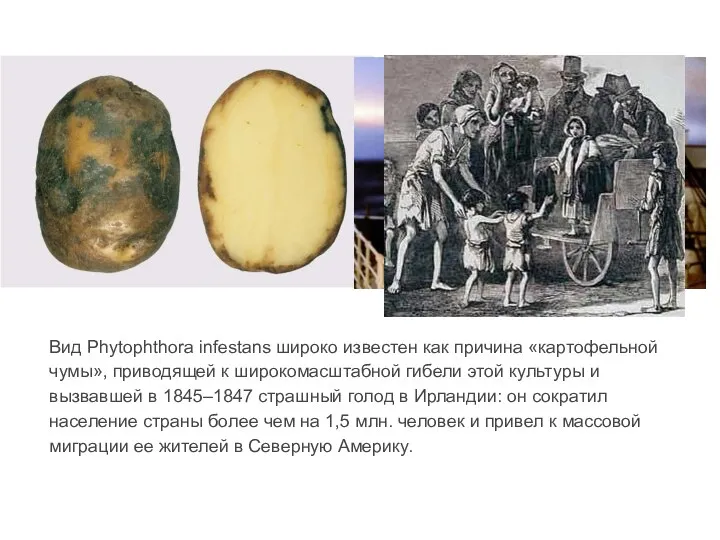 Вид Phytophthora infestans широко известен как причина «картофельной чумы», приводящей