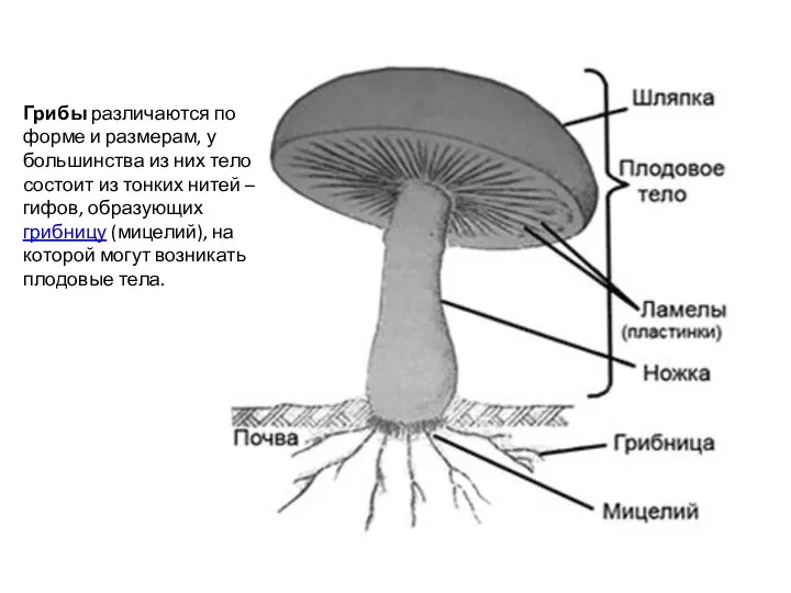 Грибы различаются по форме и размерам, у большинства из них