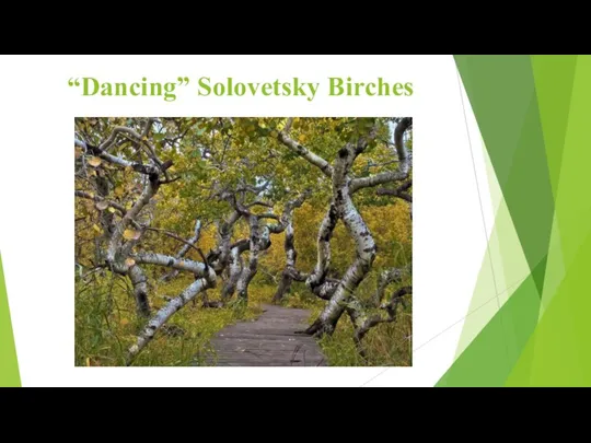 “Dancing” Solovetsky Birches