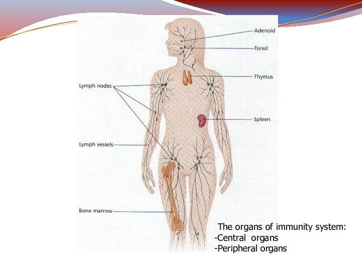 The organs of immunity system: Central organs Peripheral organs