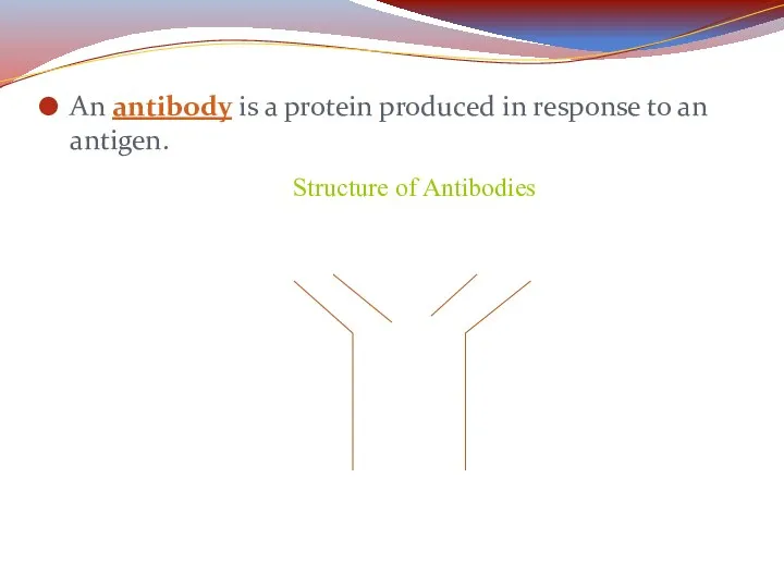 An antibody is a protein produced in response to an antigen. Structure of