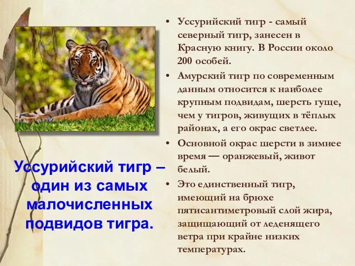 Уссурийский тигр – один из самых малочисленных подвидов тигра. Уссурийский