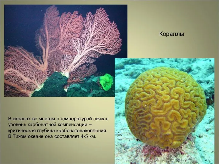 Кораллы В океанах во многом с температурой связан уровень карбонатной