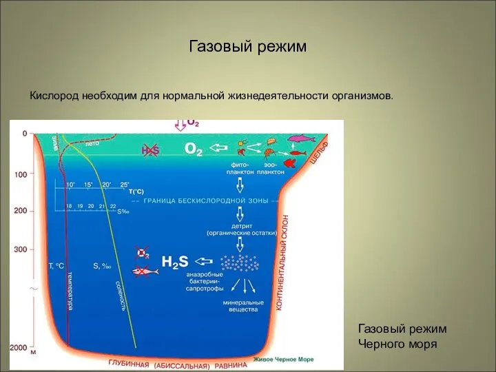 Газовый режим Кислород необходим для нормальной жизнедеятельности организмов. Газовый режим Черного моря