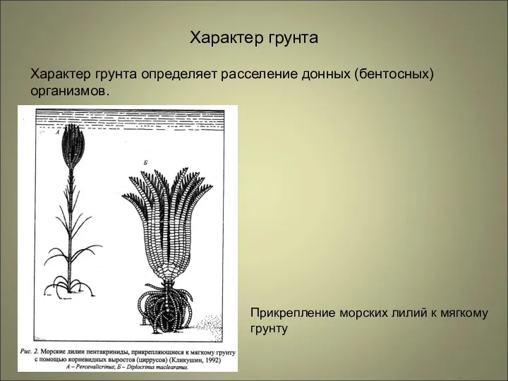 Характер грунта Характер грунта определяет расселение донных (бентосных) организмов. Прикрепление морских лилий к мягкому грунту