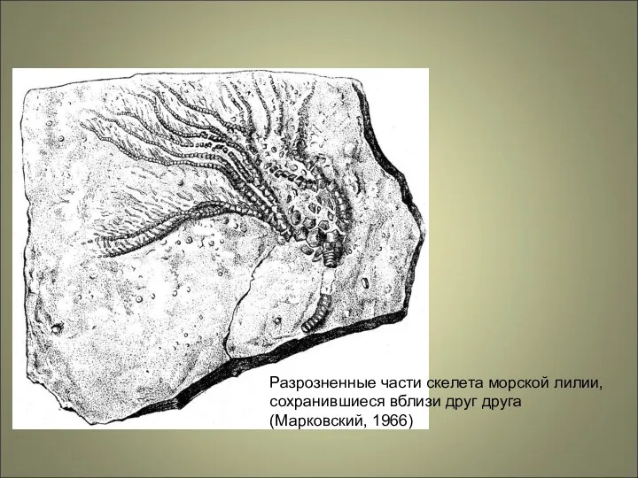 Разрозненные части скелета морской лилии, сохранившиеся вблизи друг друга (Марковский, 1966)
