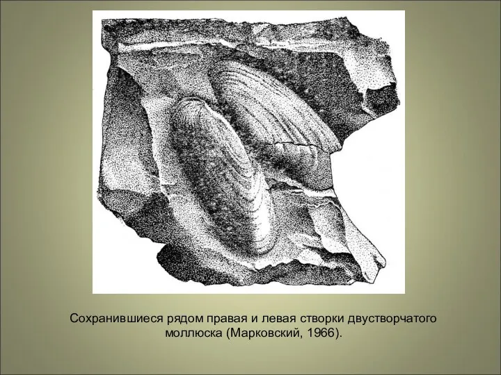 Сохранившиеся рядом правая и левая створки двустворчатого моллюска (Марковский, 1966).