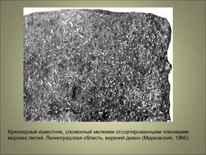 Криноидный известняк, сложенный мелкими отсортированными члениками морских лилий. Ленинградская область, верхний девон (Марковский, 1966).