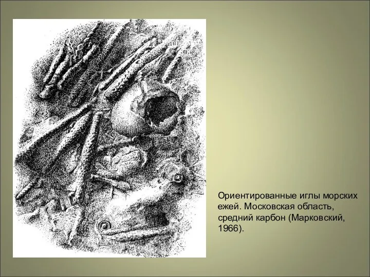 Ориентированные иглы морских ежей. Московская область, средний карбон (Марковский, 1966).