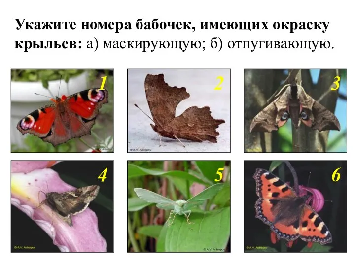 Укажите номера бабочек, имеющих окраску крыльев: а) маскирующую; б) отпугивающую. 2 1 3 4 5 6