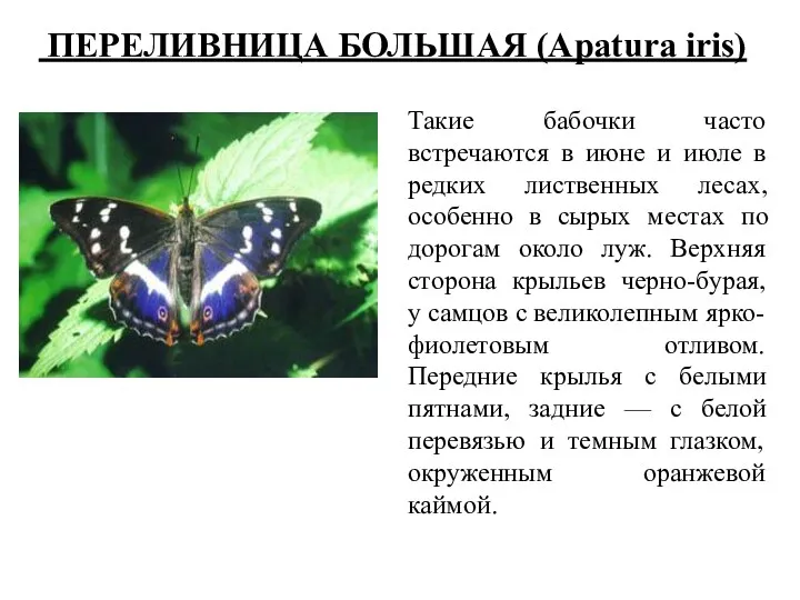 ПЕРЕЛИВНИЦА БОЛЬШАЯ (Apatura iris) Такие бабочки часто встречаются в июне и июле в