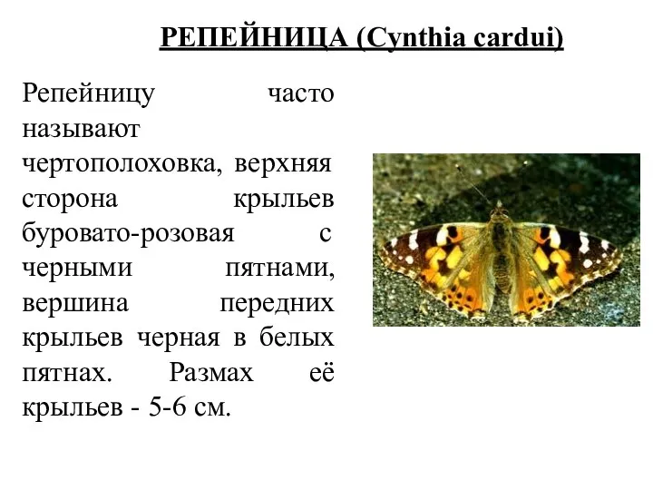 РЕПЕЙНИЦА (Cynthia cardui) Репейницу часто называют чертополоховка, верхняя сторона крыльев буровато-розовая с черными