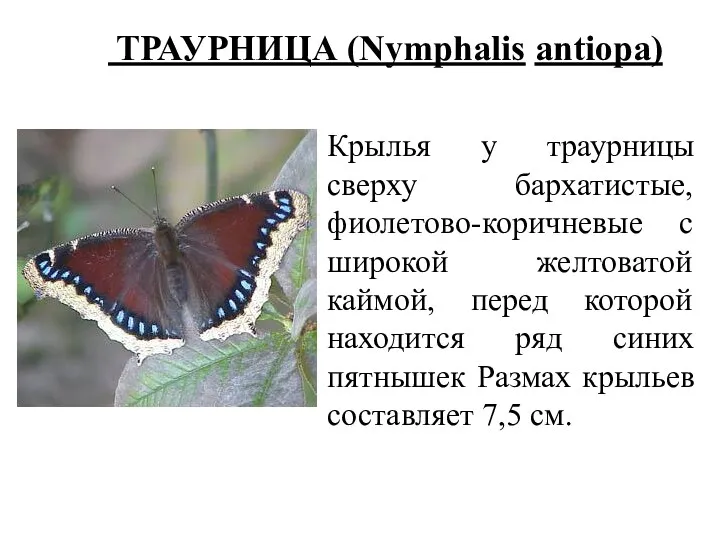ТРАУРНИЦА (Nymphalis antiopa) Крылья у траурницы сверху бархатистые, фиолетово-коричневые с широкой желтоватой каймой,