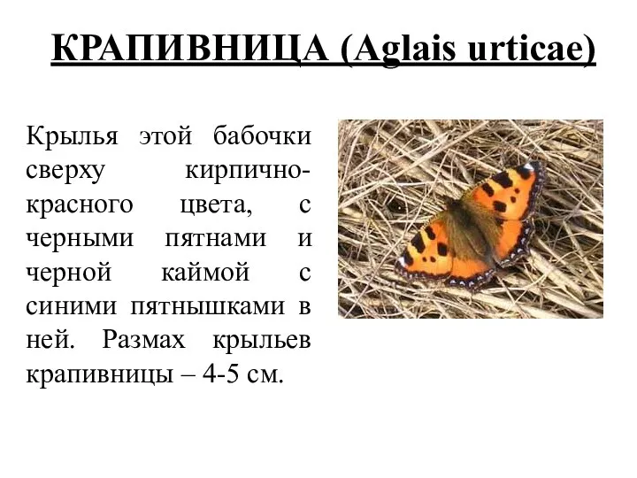 КРАПИВНИЦА (Aglais urticae) Крылья этой бабочки сверху кирпично-красного цвета, с черными пятнами и
