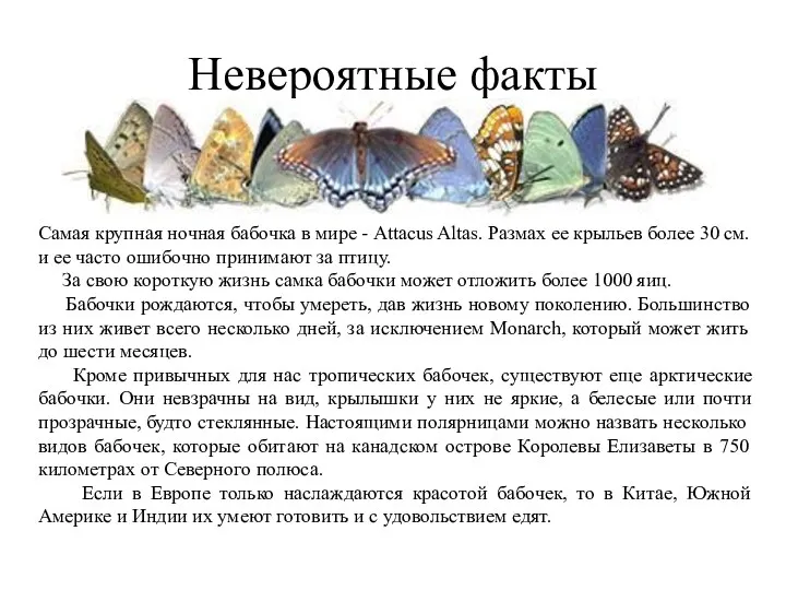 Невероятные факты Самая крупная ночная бабочка в мире - Attacus Altas. Размах ее