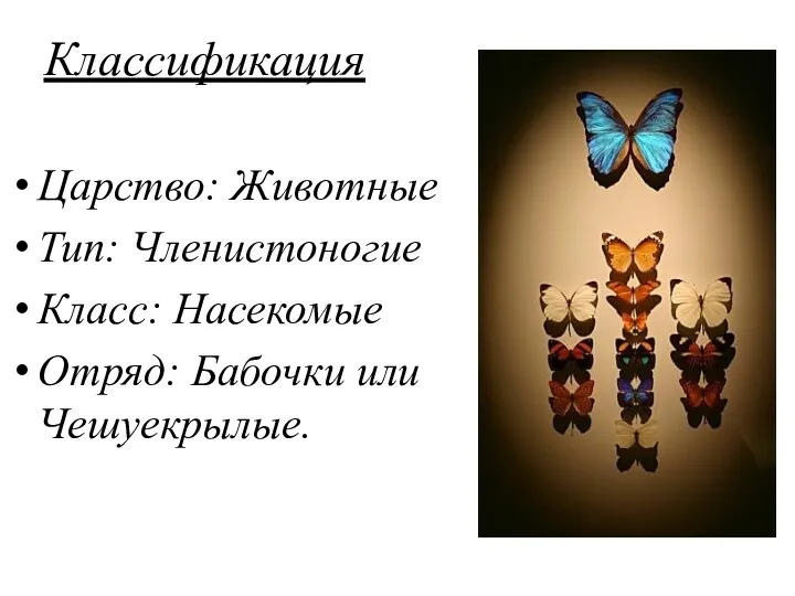 Классификация Царство: Животные Тип: Членистоногие Класс: Насекомые Отряд: Бабочки или Чешуекрылые.