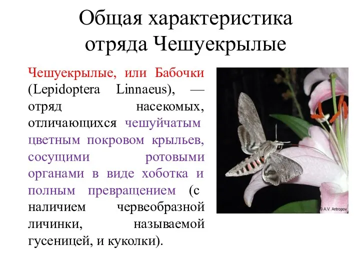 Общая характеристика отряда Чешуекрылые Чешуекрылые, или Бабочки (Lepidoptera Linnaeus), — отряд насекомых, отличающихся