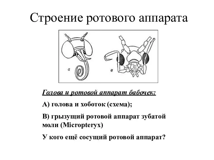 Строение ротового аппарата Голова и ротовой аппарат бабочек: А) голова и хоботок (схема);