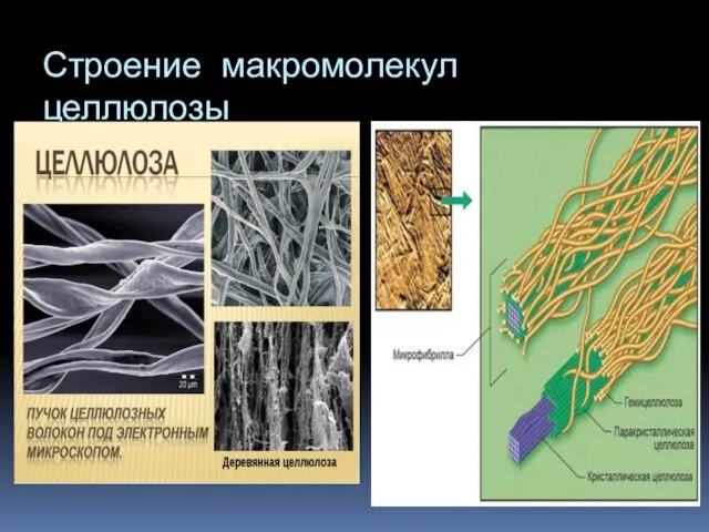 Строение макромолекул целлюлозы