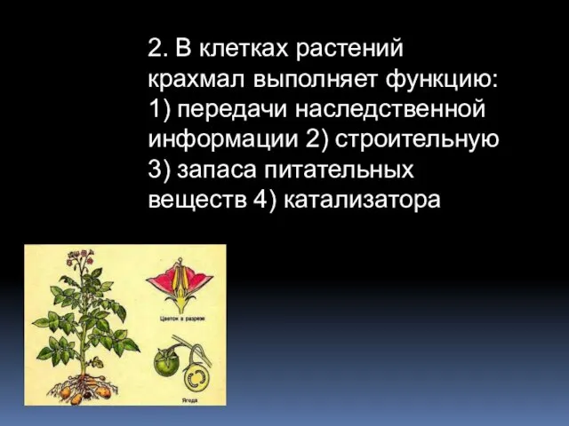 2. В клетках растений крахмал выполняет функцию: 1) передачи наследственной